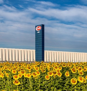 1. Grano duro grano tenero basilico e pomodoro per filiere sostenibili dal campo alla tavola