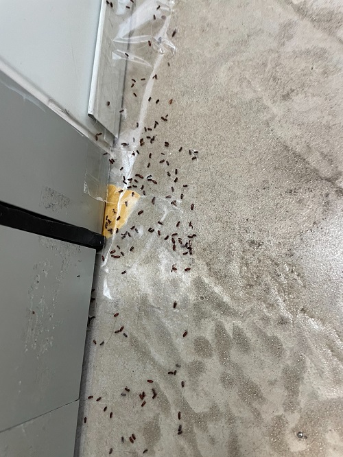 54 Pest 2 Insetti su biadesivo