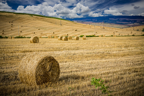Agricoltura campi shutterstock 1772164349