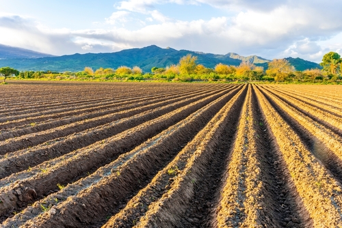 Agricoltura shutterstock 2646861323