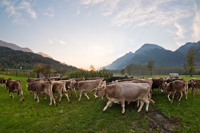 Allevamento e alimentazione bovine Formaggio Silter 1