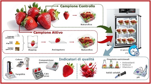 Fragola figura1