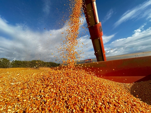 Grano shutterstock 2463911357