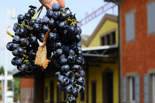 Grappolo uva shutterstock 2054373623