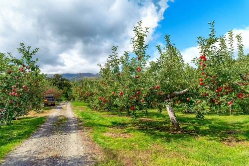 Mele shutterstock 2704704921