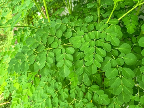 Moringa shutterstock 2632482727