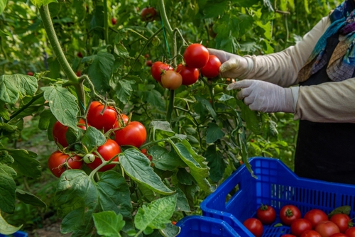 Pomodori bio shutterstock 2419228351