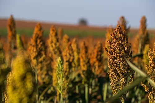 Sorgo shutterstock 2333833029