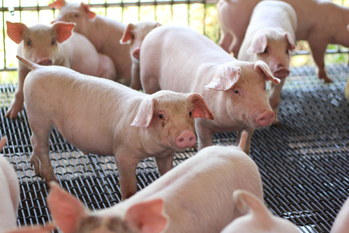 Suini shutterstock 1919222444