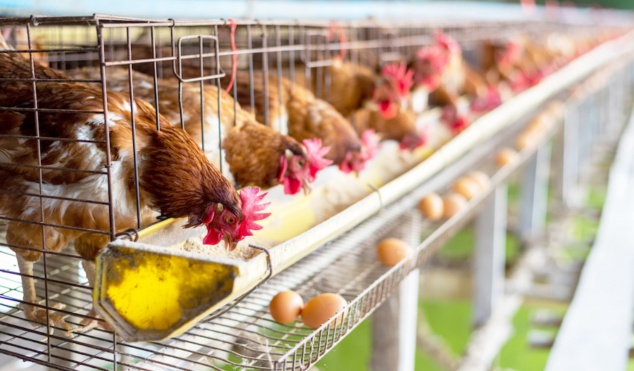 Alimenti News - Alternative alle gabbie per il benessere di polli e galline