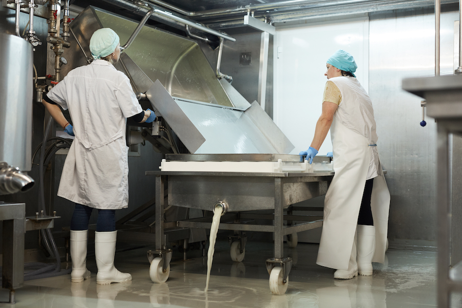 Full length portrait of two female workers pouring milk curdle and draining whey in workshop at cheesemaking factory, copy space