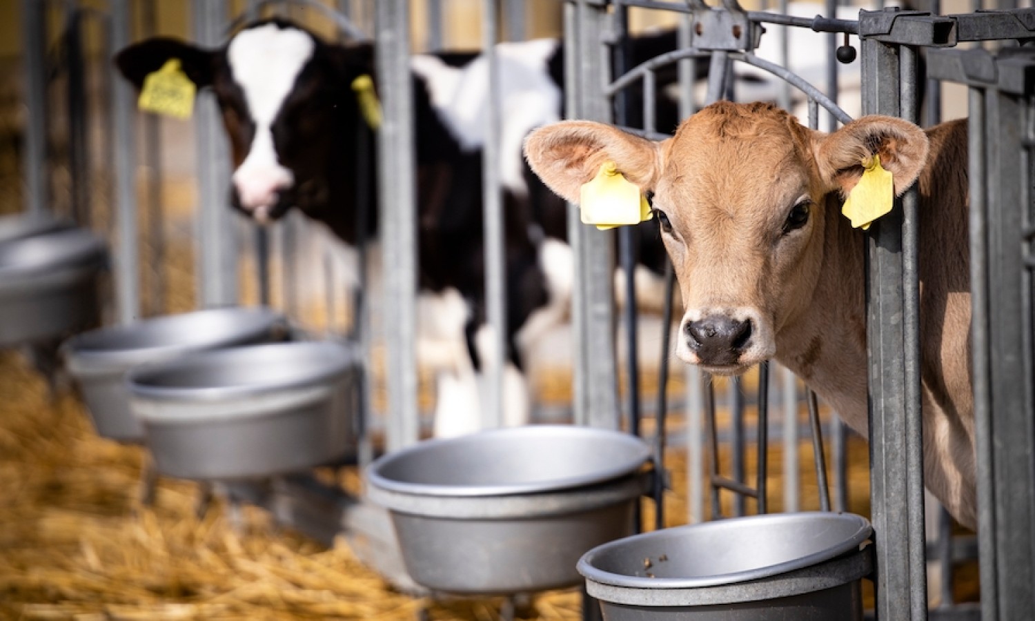 Stabulare i vitelli in piccoli gruppi per migliorarne il benessere