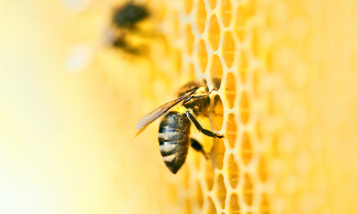 Api e pesticidi: aggiornata la guida alla valutazione dei rischi