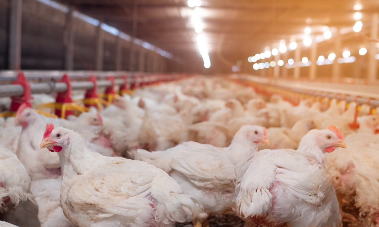 Pollame, cala l’influenza aviaria in Europa