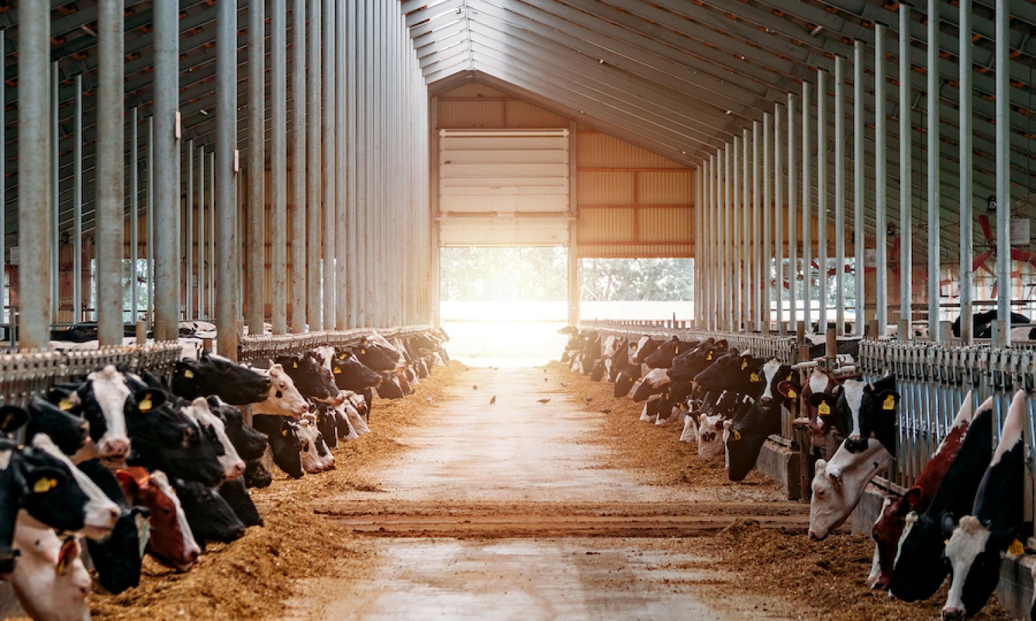 Il benessere di bovine da latte e le condizioni in stalla