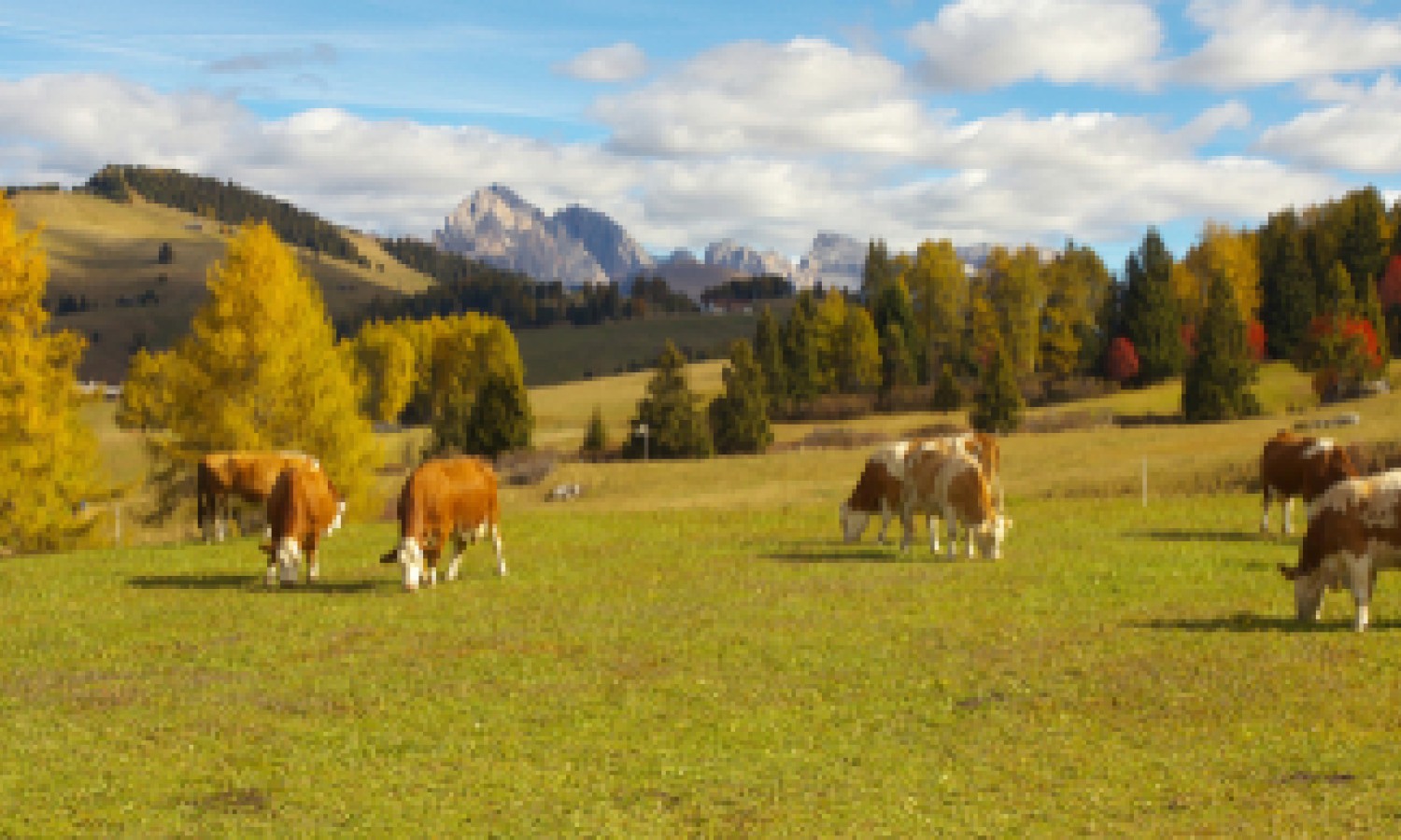 Il Parmigiano Reggiano a favore di prati stabili
