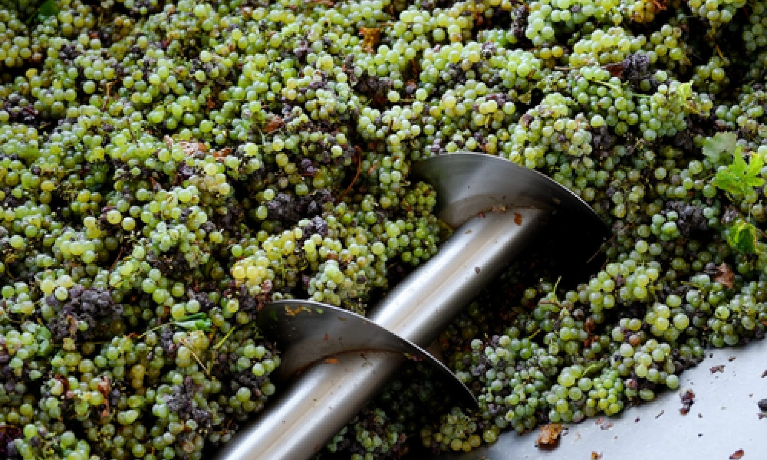 Produzione vitivinicola in calo
