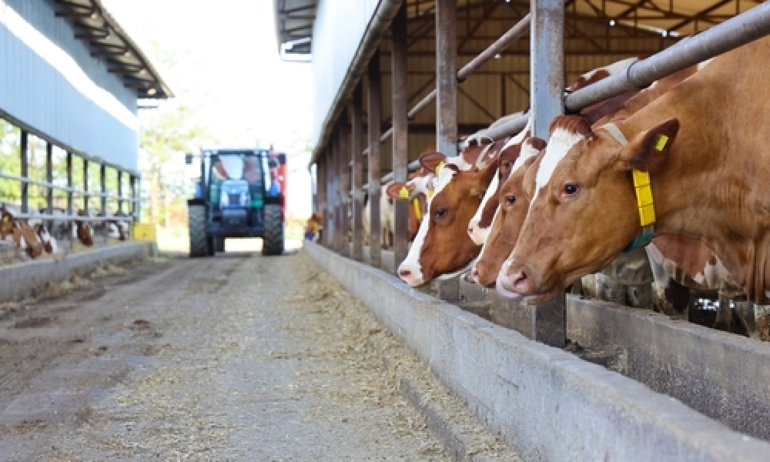 UE: esclusi i bovini dai nuovi limiti per le emissioni industriali