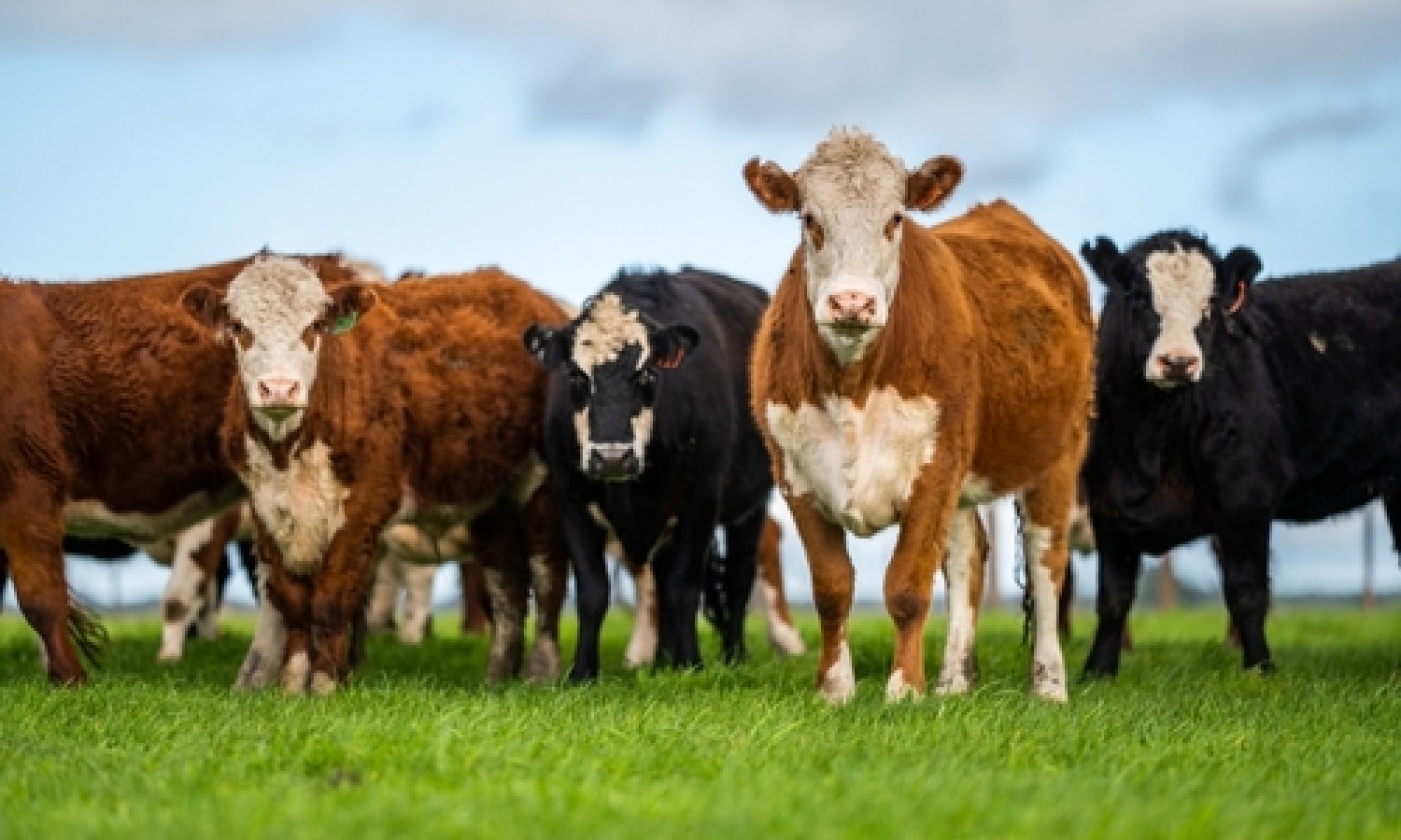 Leggera diminuzione della produzione animale in UE