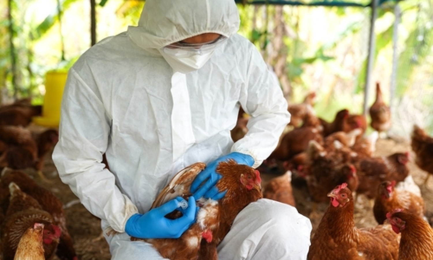 Un nuovo monito sull’influenza aviaria in UE