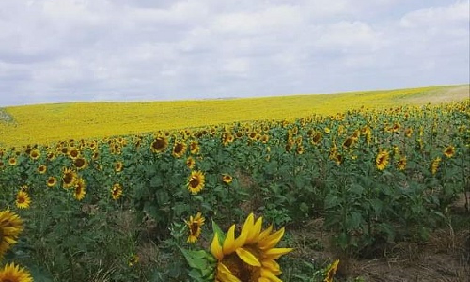 Olio di girasole: produzione promettente e green