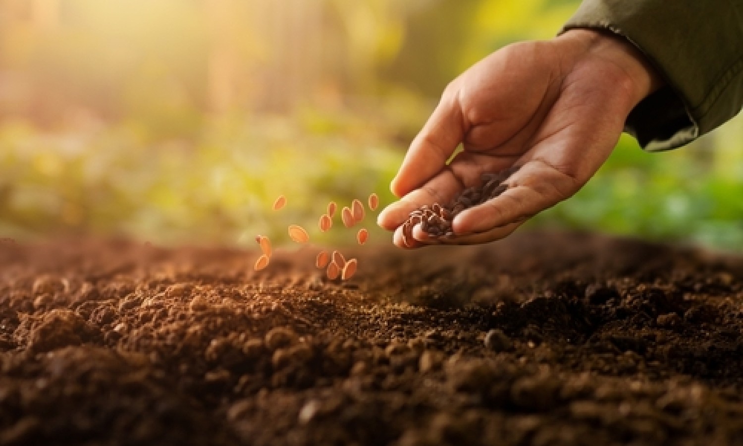 Una spinta all’agricoltura rigenerativa