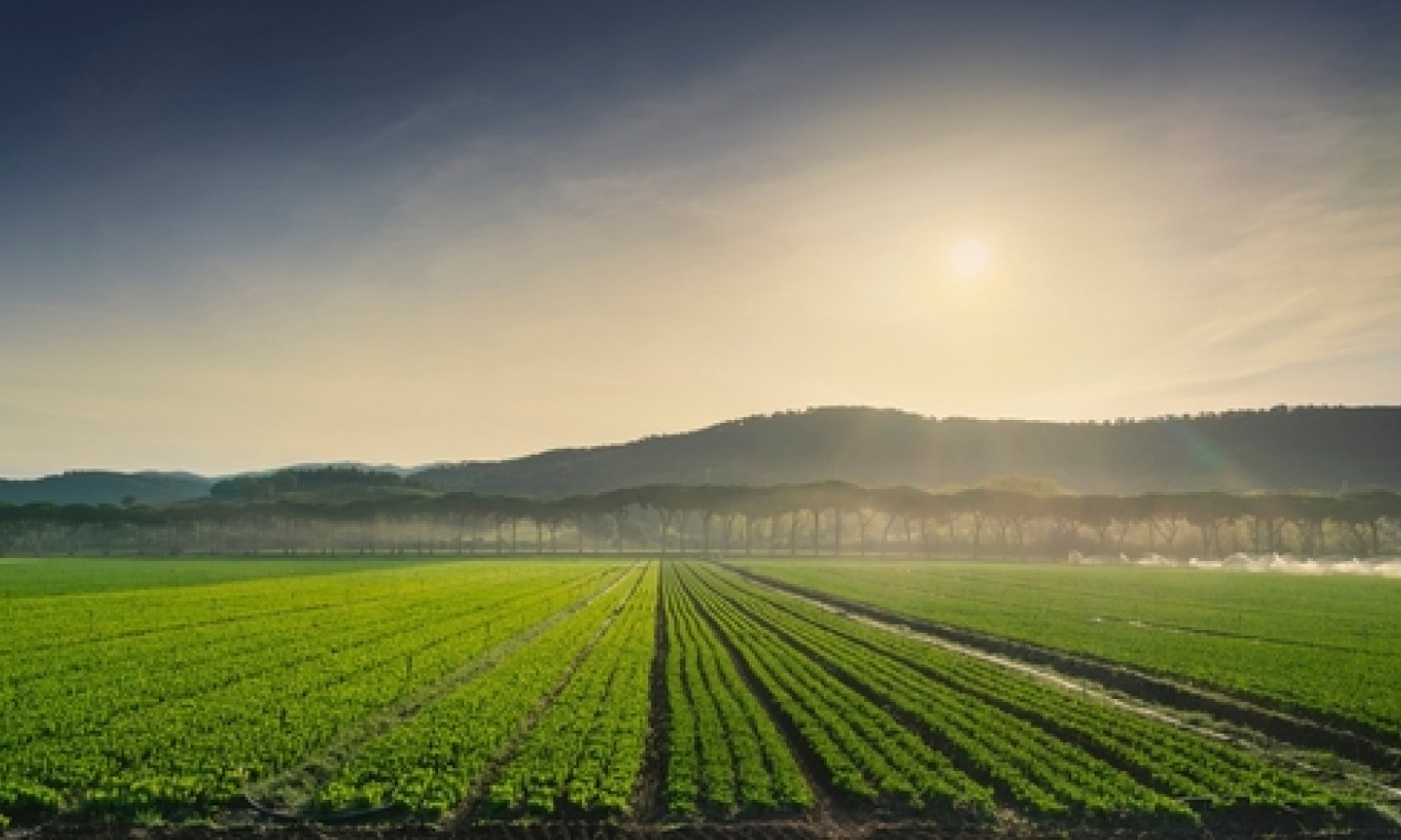 L’agroalimentare traina l'economia italiana 