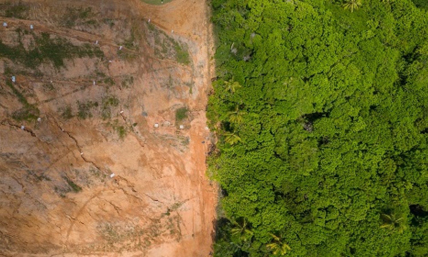 Deforestazione: un approfondimento sul regolamento EUDR 