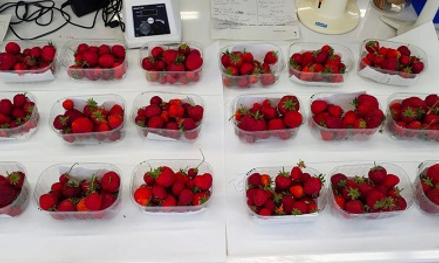 Un packaging antimicrobico allunga la conservazione delle fragole