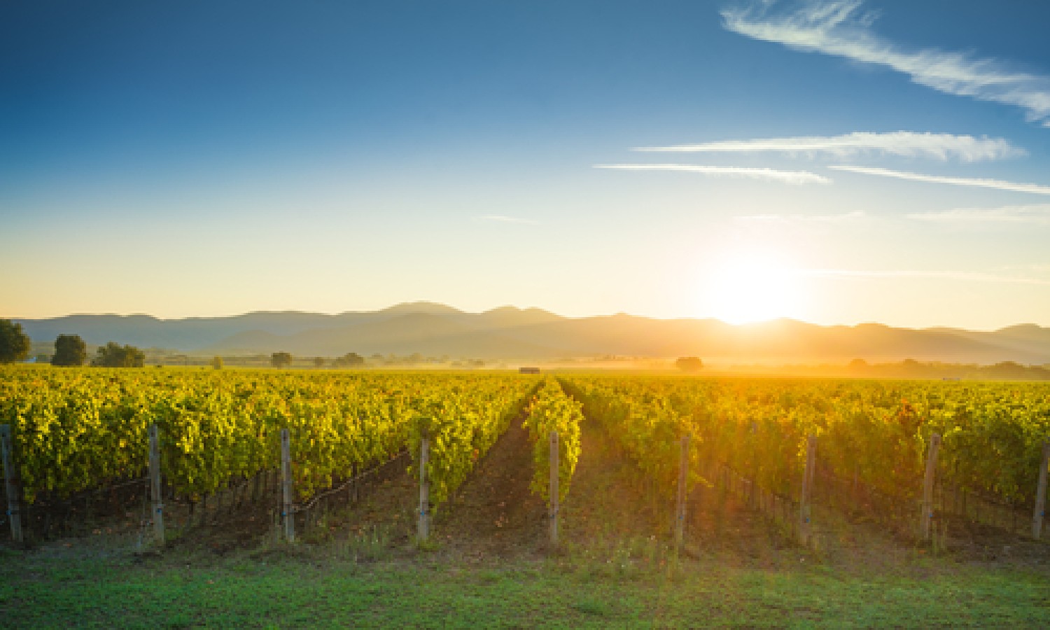 MASAF: export da record e misure a favore del vino