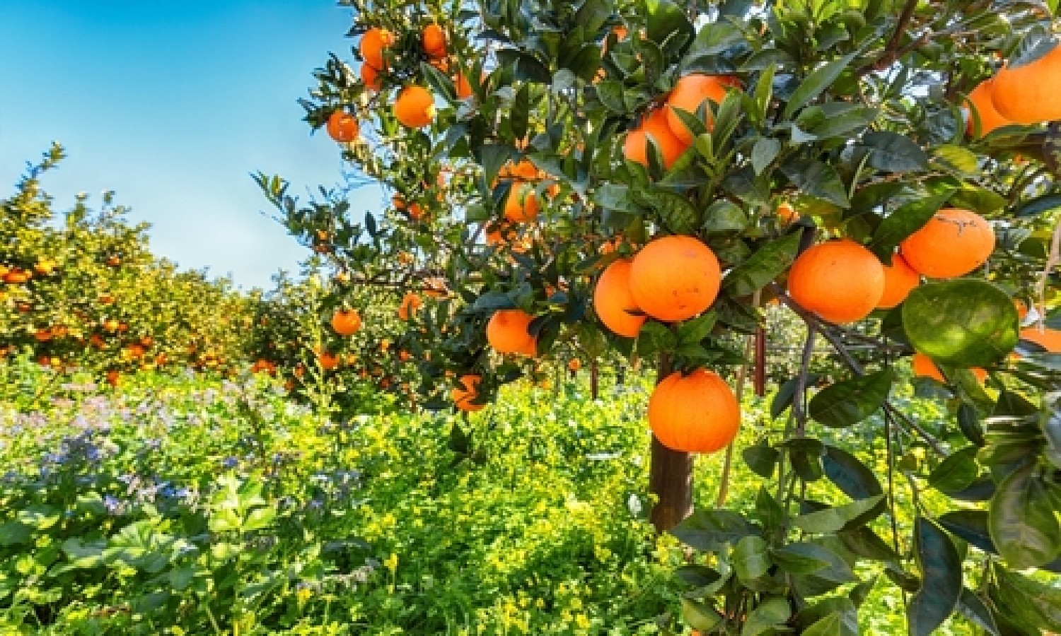 Agrumi: la siccità non ha compromesso la qualità