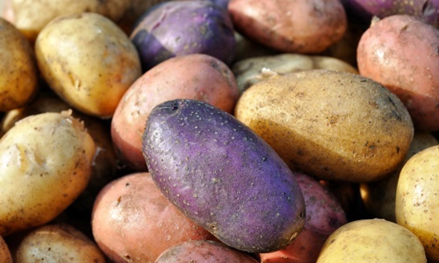 International Day of Potato all’insegna della sostenibilità