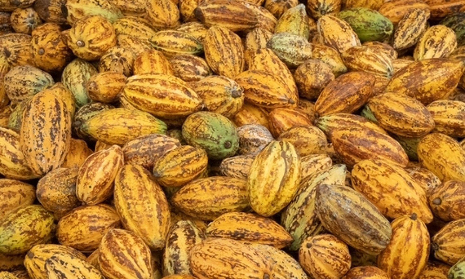 Cacao, aumento record dei prezzi