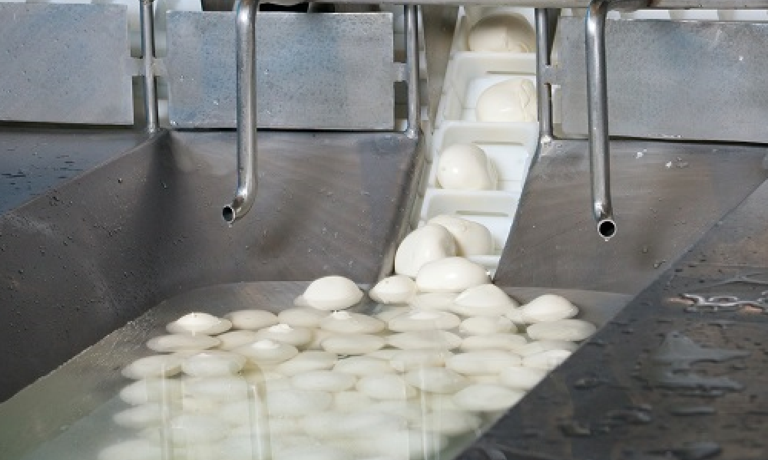 Uno studio sulla Listeria nella mozzarella
