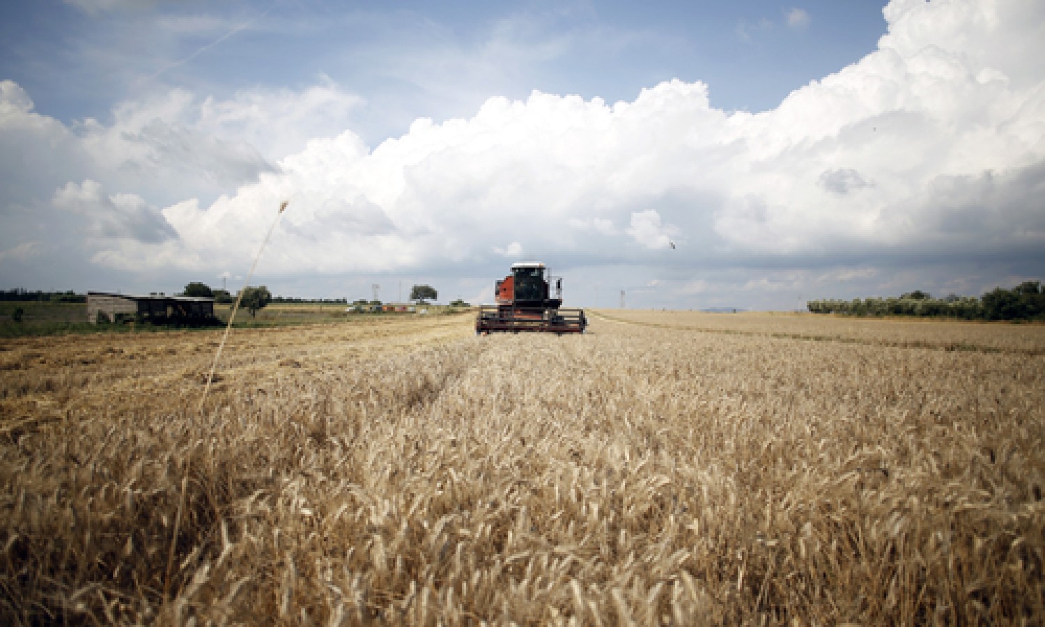 Grano duro: bisogna rafforzare la filiera