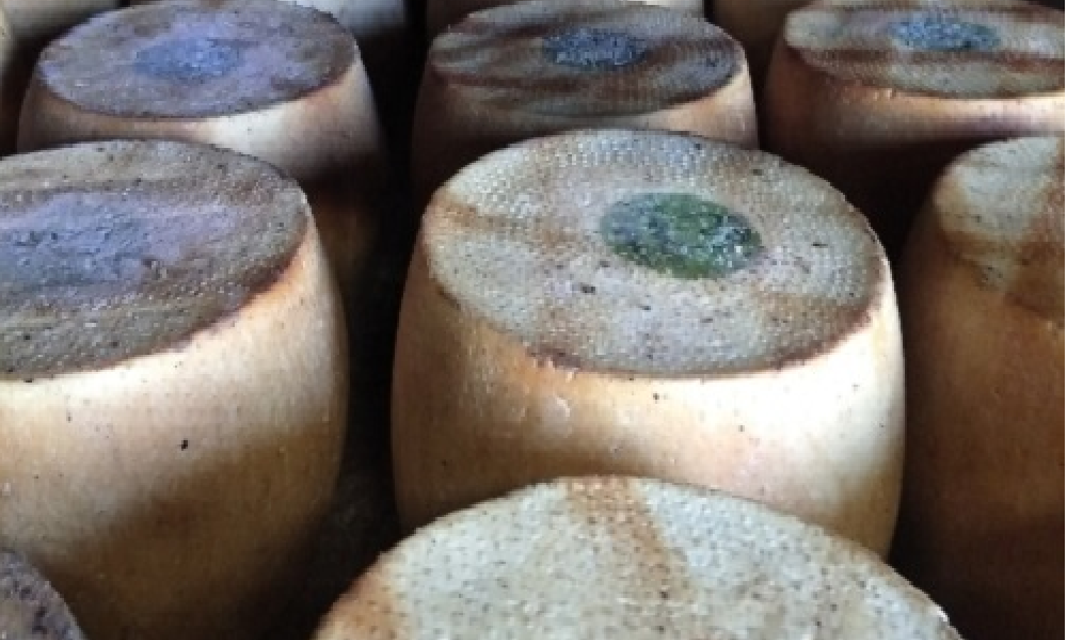 Fiore Sardo DOP: il formaggio dei pastori