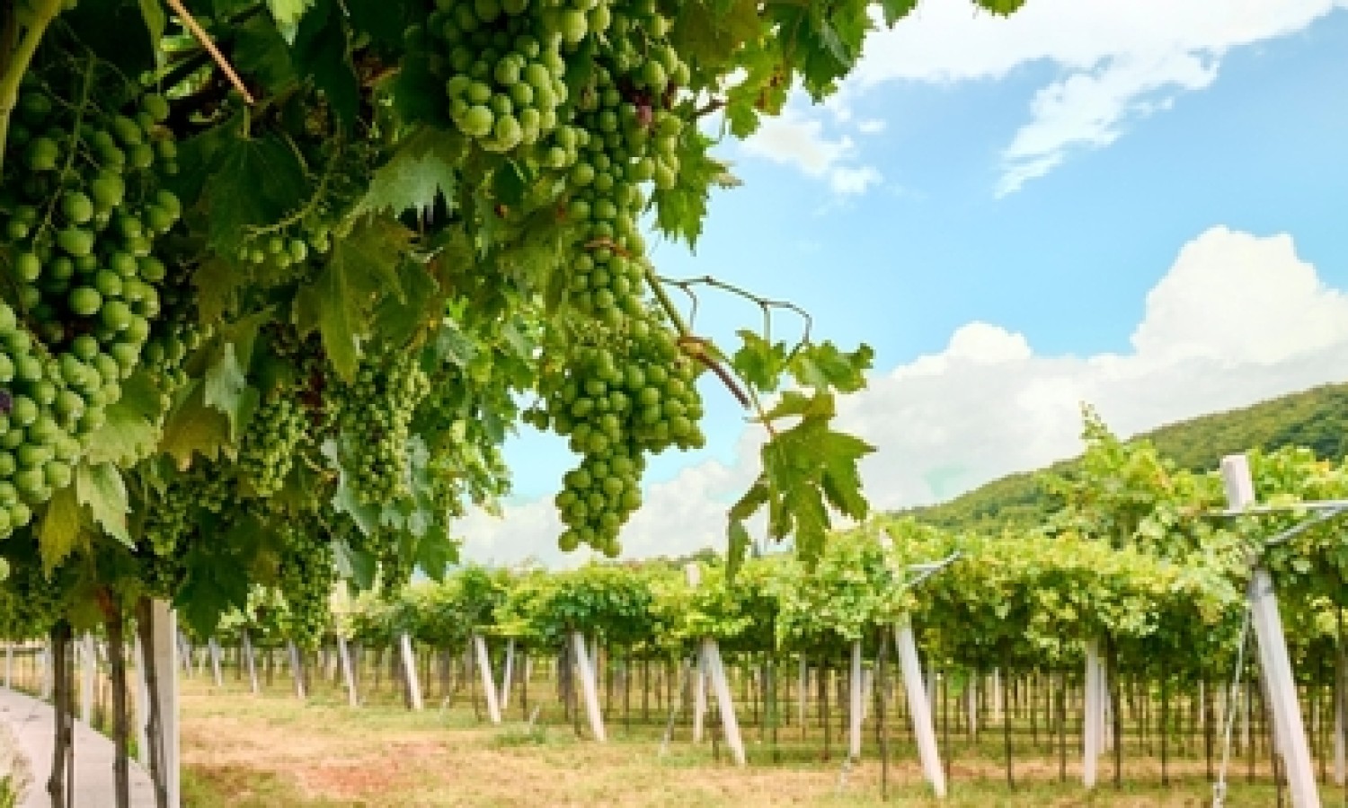 Vini, spiriti e aceti pilastri dell’agroalimentare nazionale