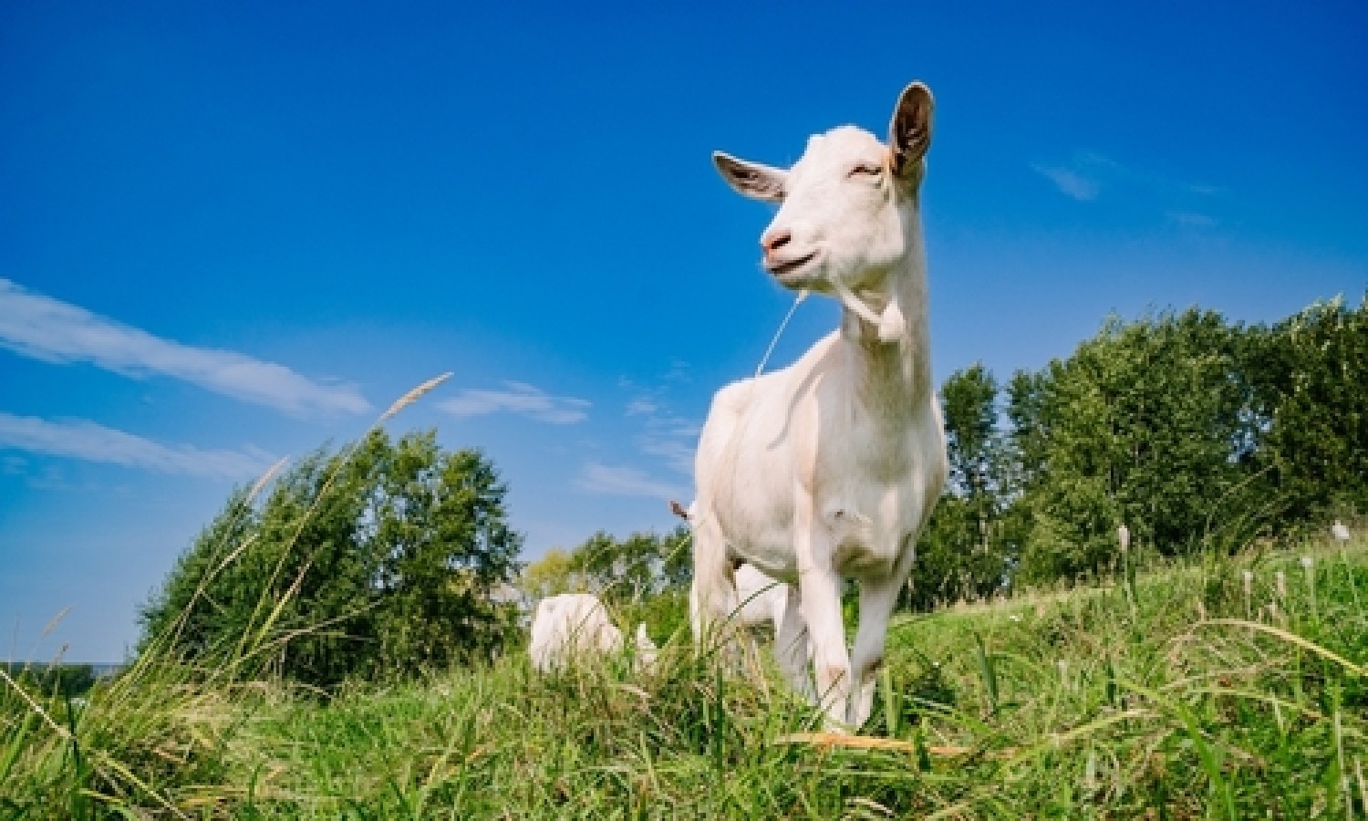 Popolazione zootecnica UE in diminuzione