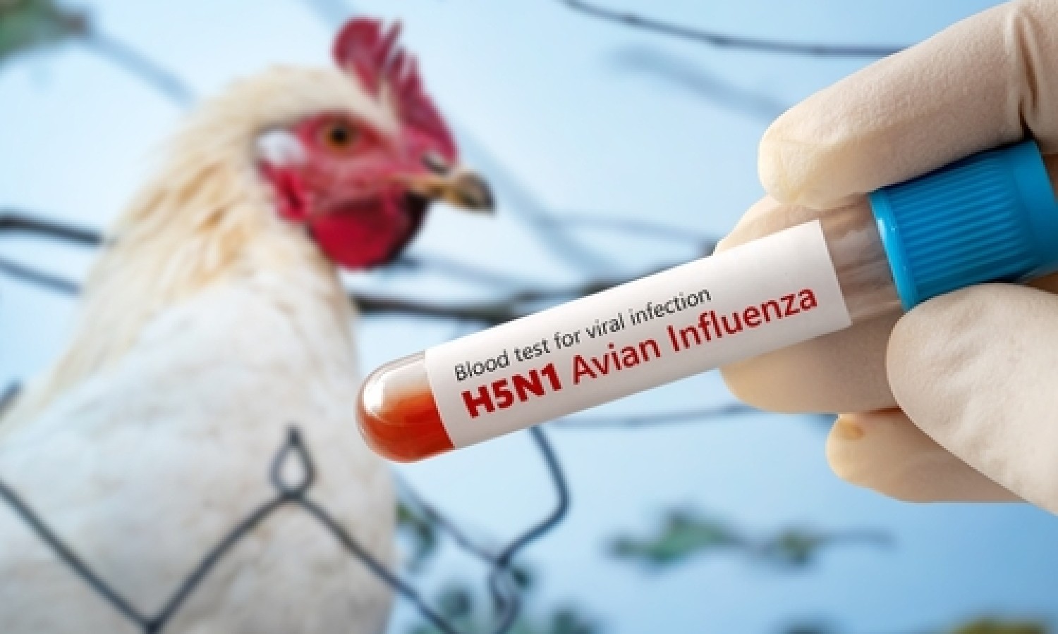 Influenza aviaria: rischi di diffusione in arrivo dagli USA