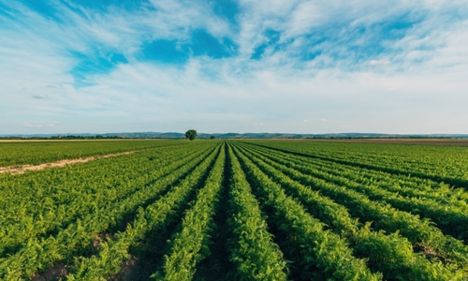 In arrivo un miliardo per l'agricoltura italiana