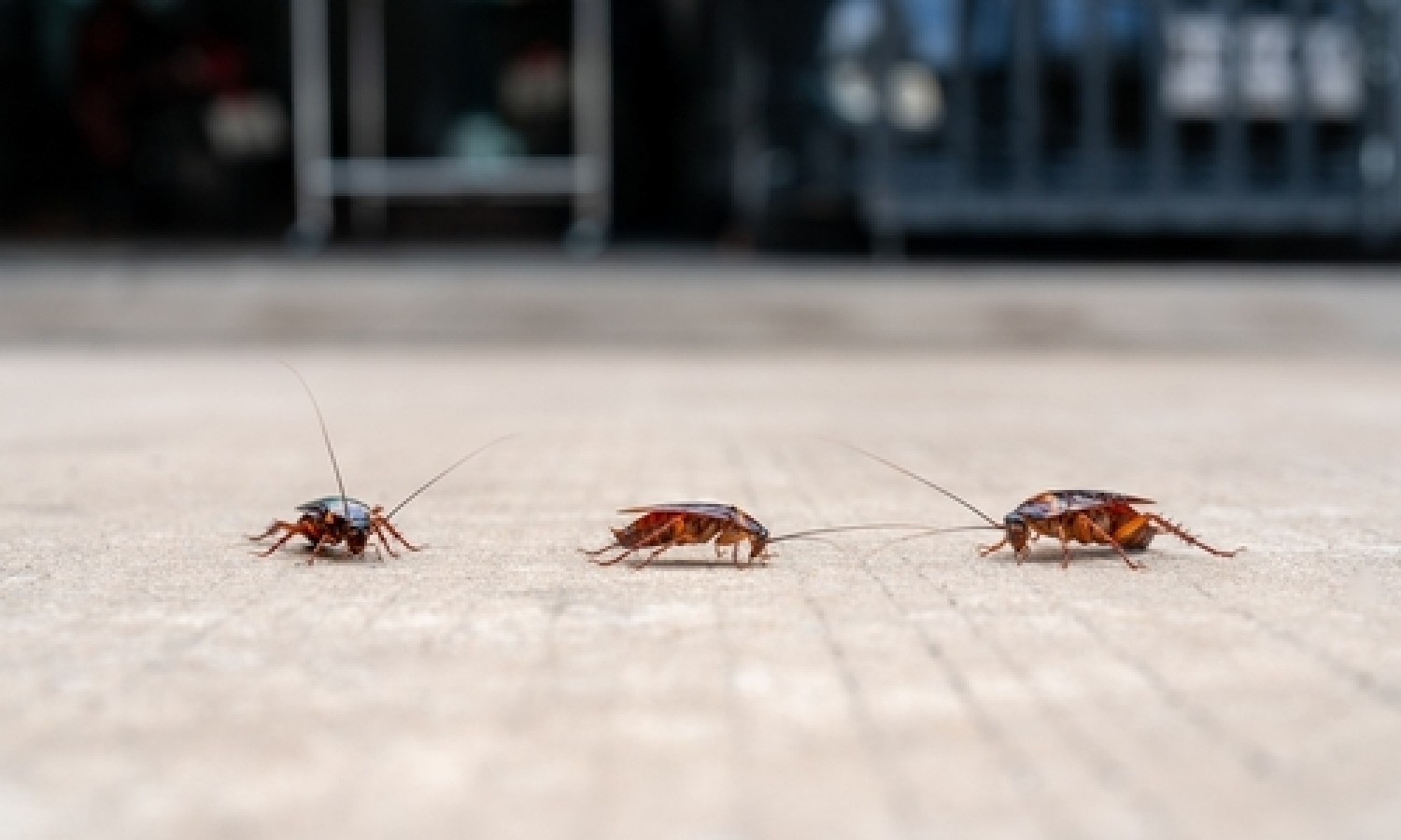 Come gestire le “specie aliene invasive”