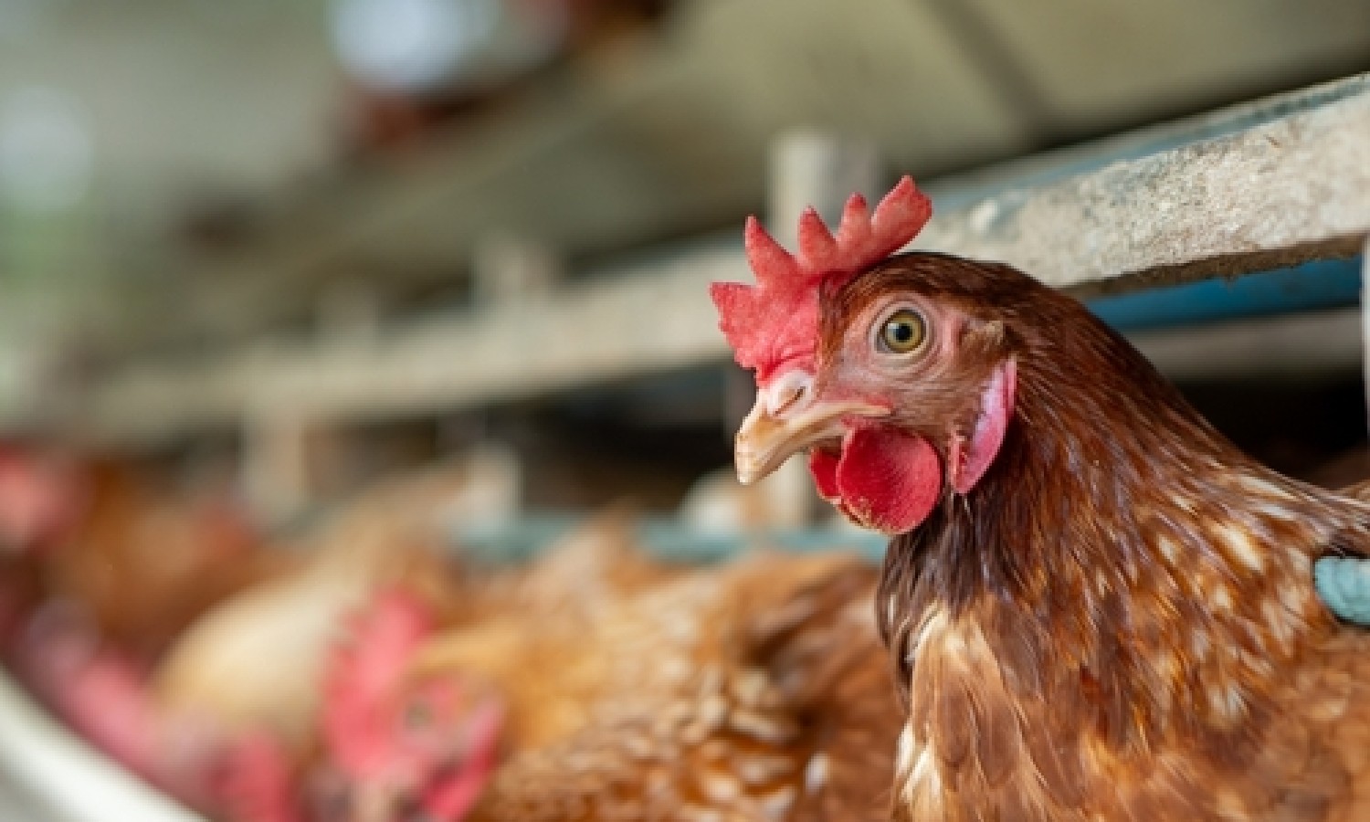 Le novità per la certificazione del benessere animale
