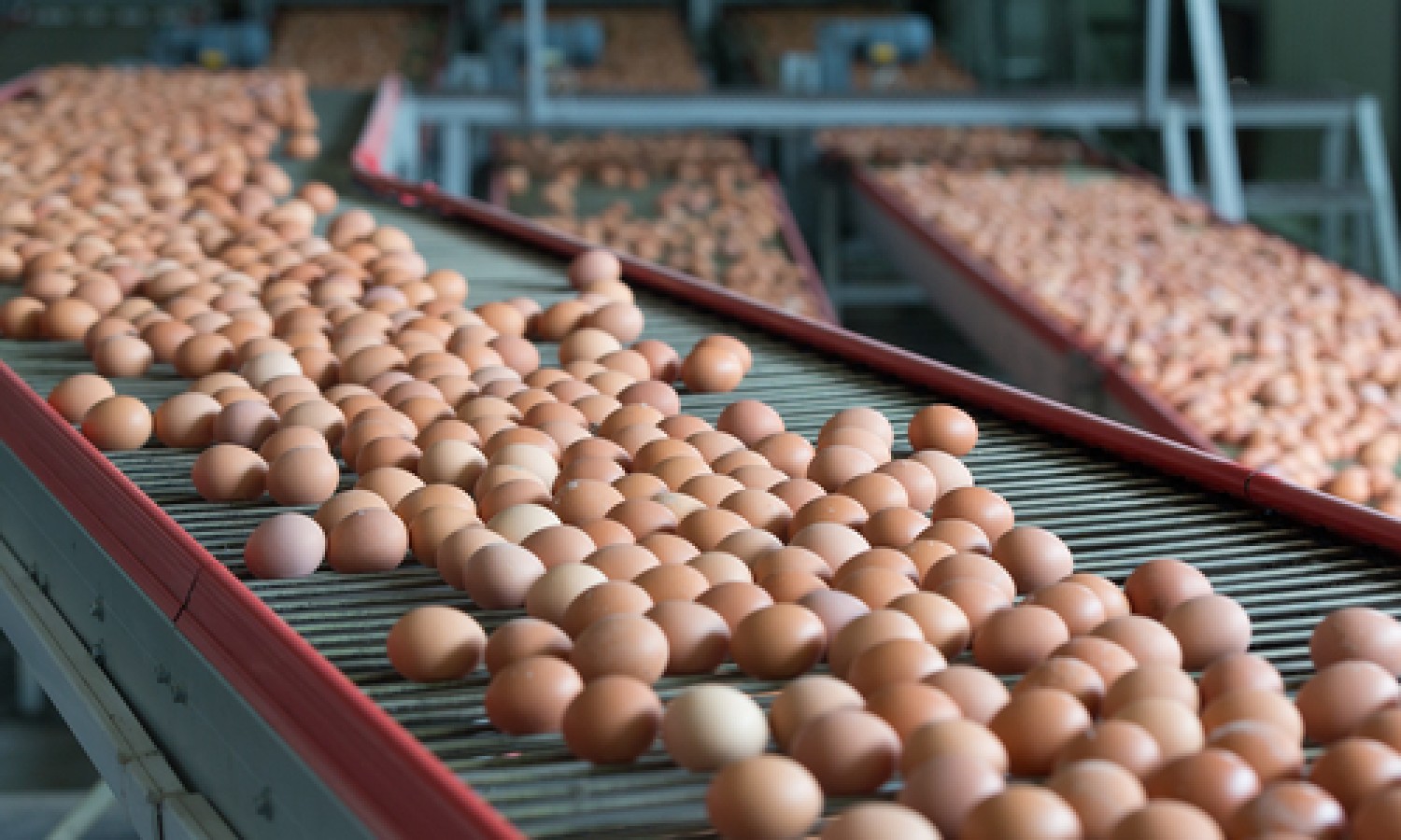 In crescita i prezzi della produzione agricola UE 