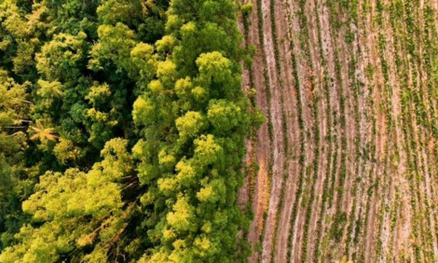 Focus sul Regolamento EUDR sulla Deforestazione