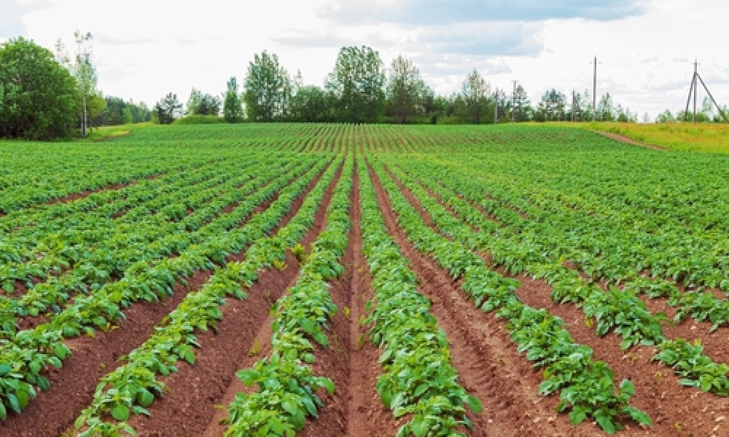 Revisione PNRR: 2 miliardi in più per l'agricoltura