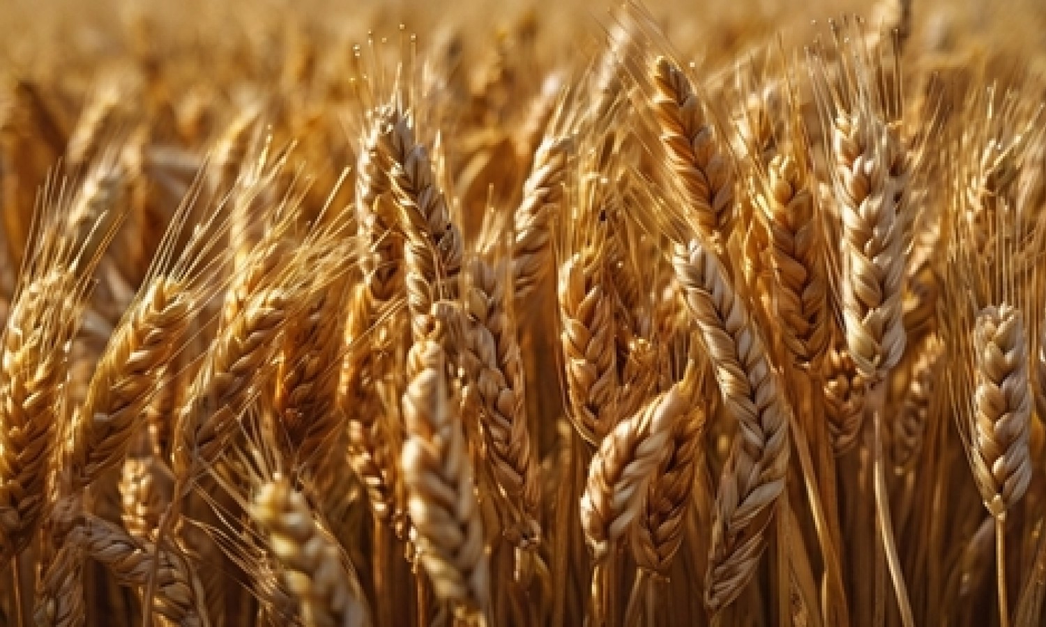 Frumento: disponibili i dati sui costi 2025