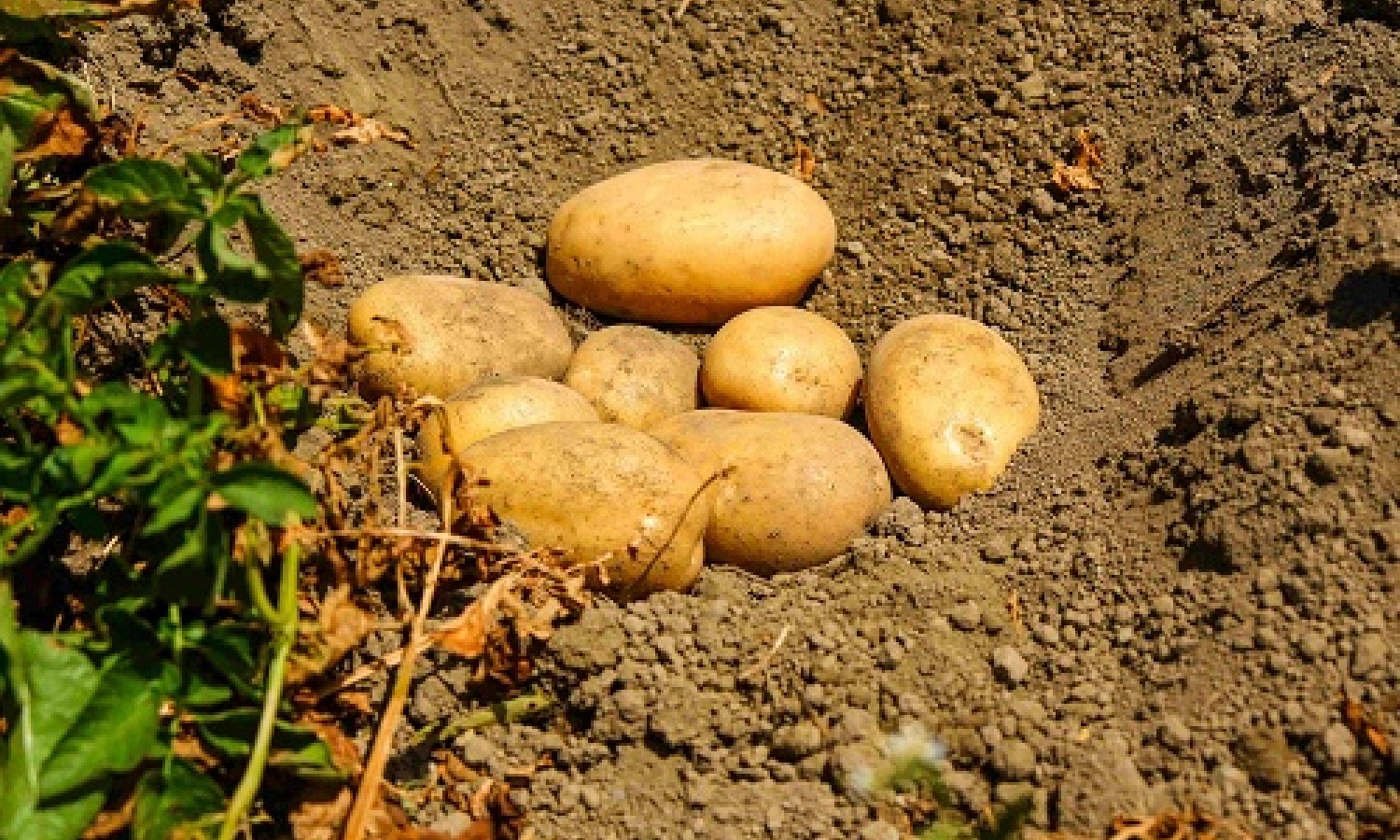 Patate: sostenibilità, benessere e trend social