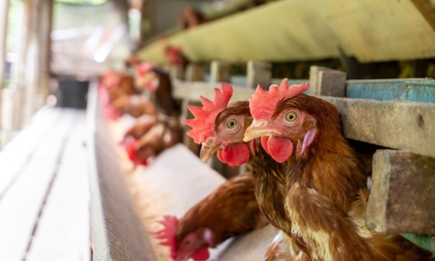 Pollame nutrito con insetti: gli italiani sono pronti?