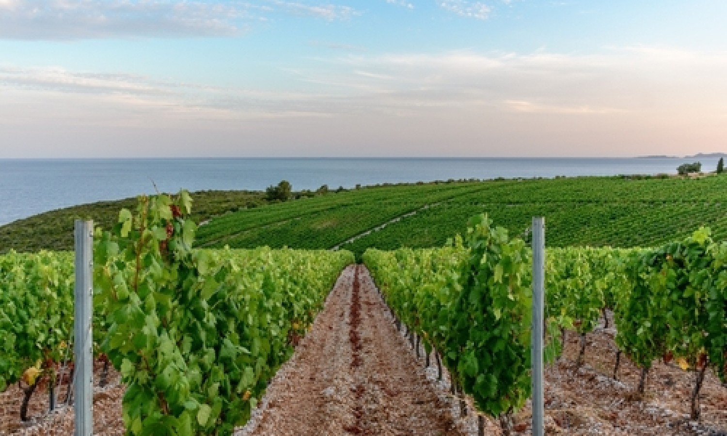 Vino europeo, ripresa fragile nel 2025