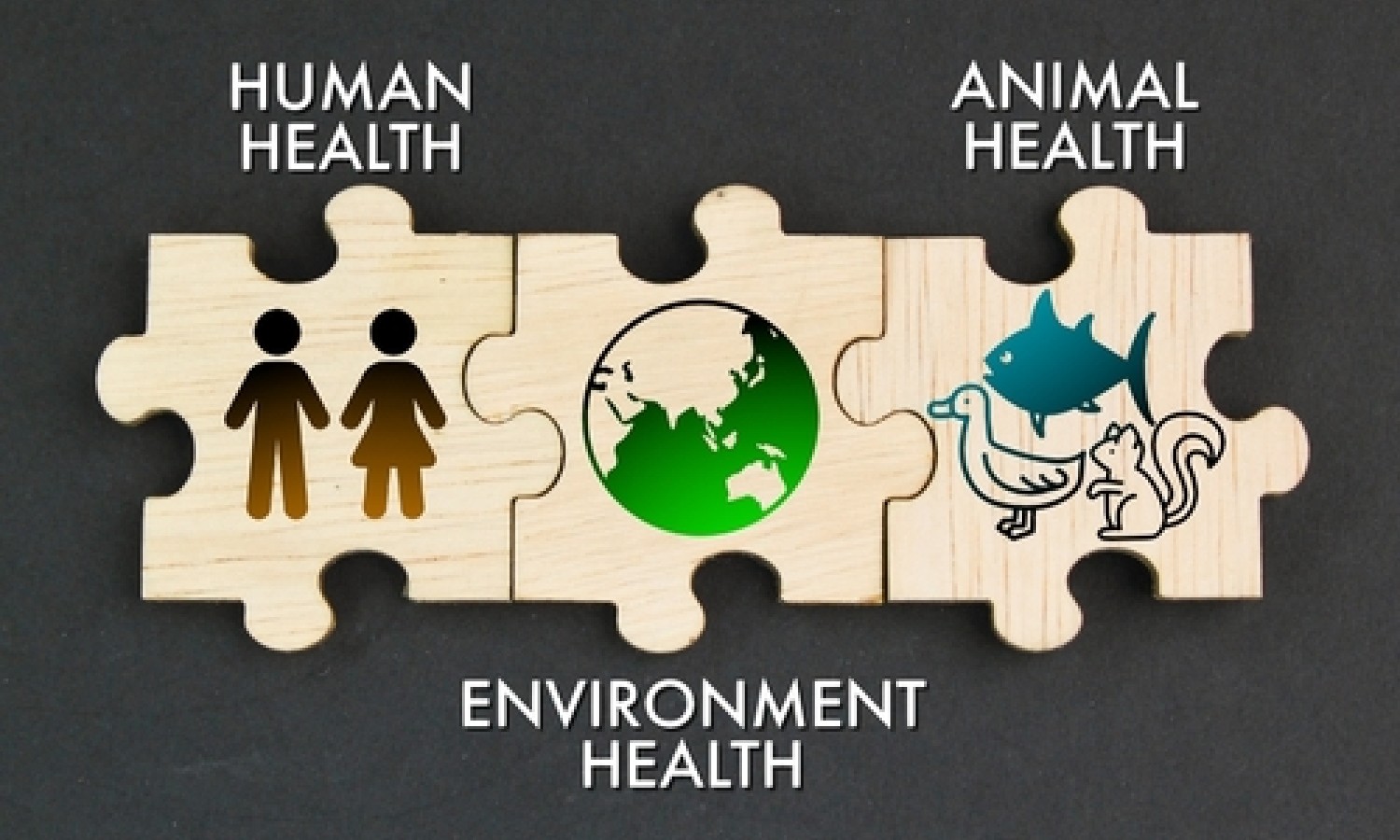 Salute umana, animale, ambientale: è tempo di agire